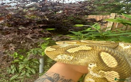 Python Snake reptiles for sale: 🐍 Ball Pythons for Sale – Collection Nottingham  - Image 7