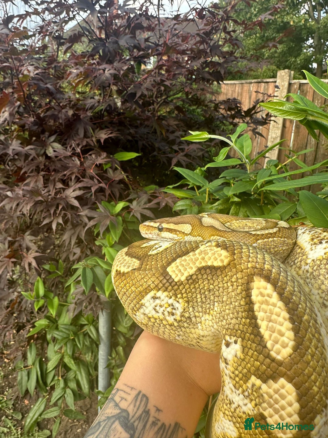 Python Snake reptiles for sale: 🐍 Ball Pythons for Sale – Collection Nottingham  - Image 7