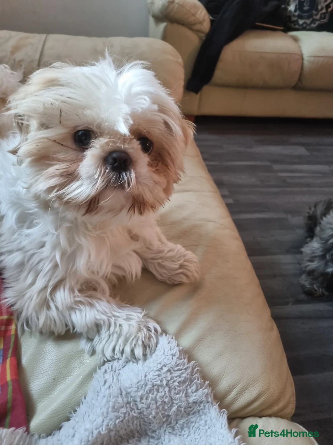 Shih Tzu dogs for stud: Male shih tzu for Stud - Advert 3