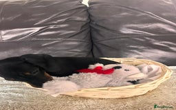 Miniature Dachshund dogs for sale: (now reserved)KC true to type miniature dachshund  - Image 13