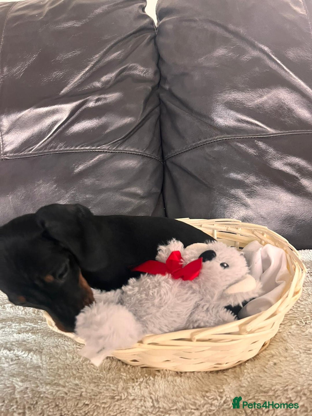 Miniature Dachshund dogs for sale: (now reserved)KC true to type miniature dachshund  - Image 13