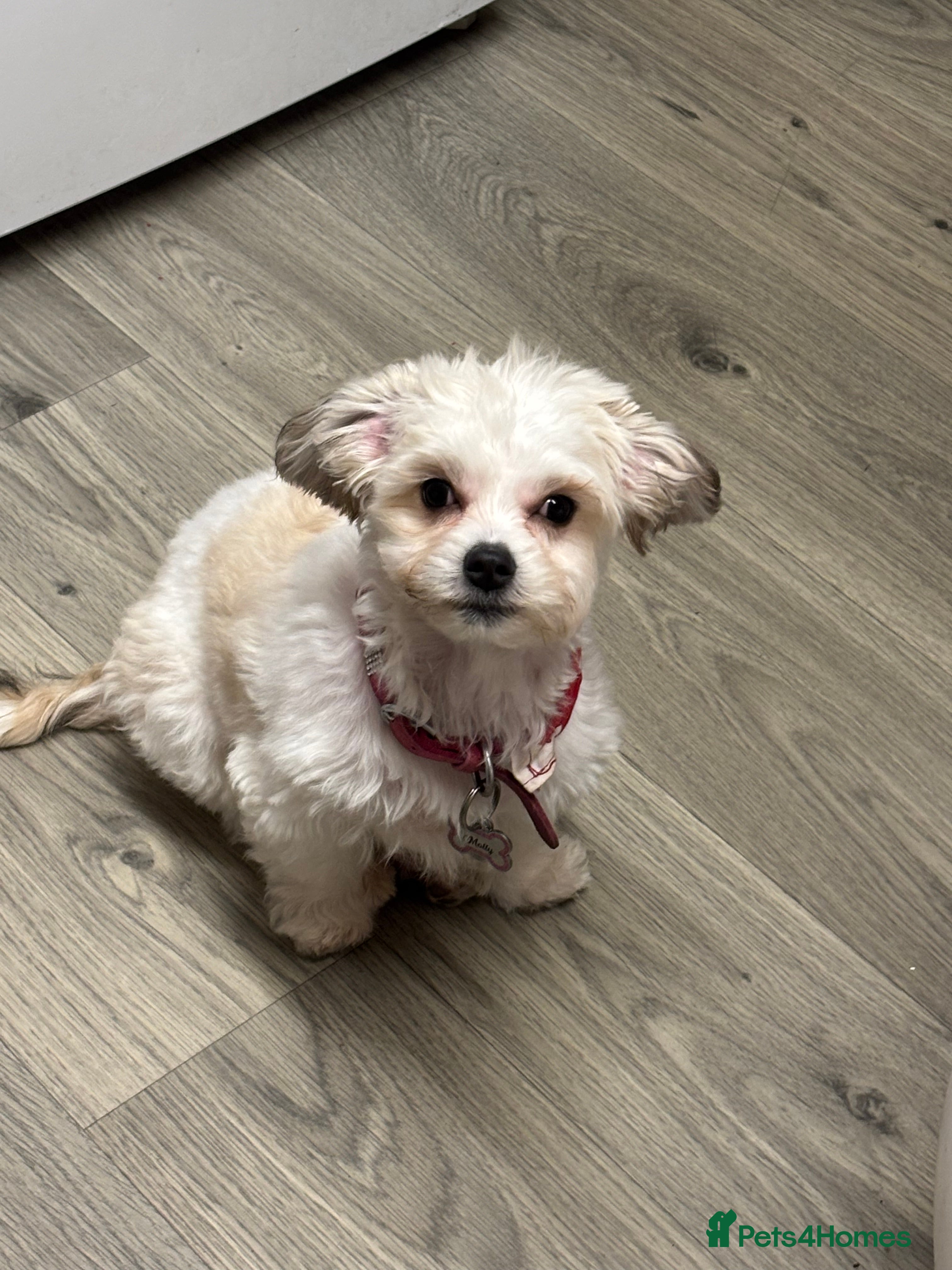Mixed Breed dogs Maltese/Bichon 5 month old puppy - Advert 17