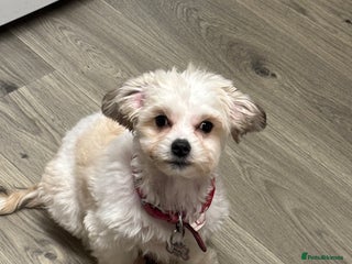 Mixed Breed dogs Maltese/Bichon 5 month old puppy - Advert 15
