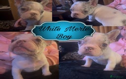 Mixed Breed dogs for sale: Frenchie x Boston Terrier Puppies🩶💙 - Image 4