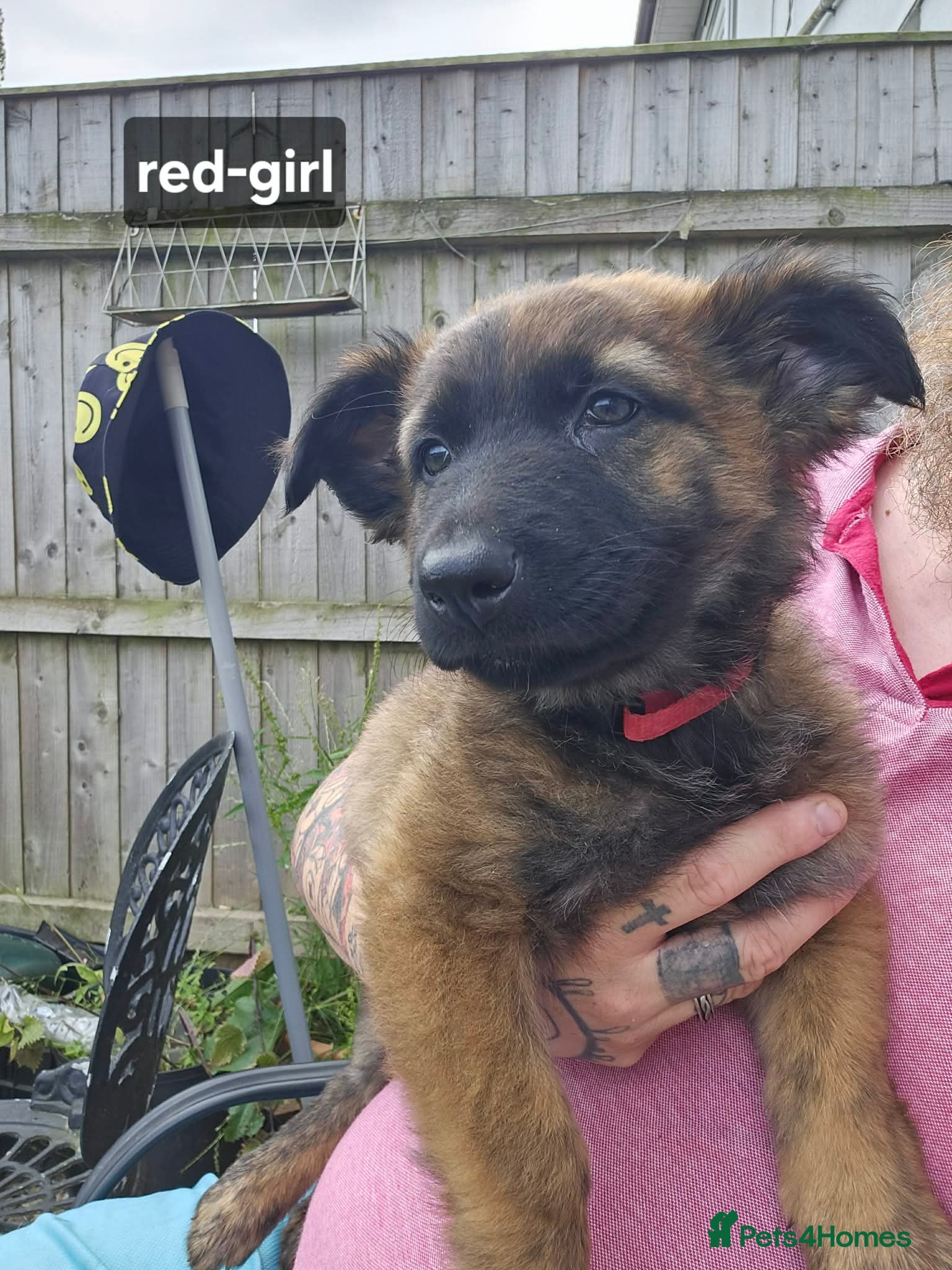 Mixed Breed dogs German shepherd x dutch shepherd  - Advert 2