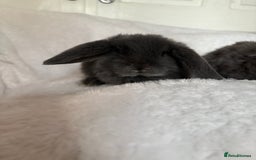 Mini Lop rabbits for sale: Beautiful little mini lop baby bunny rabbits  - Advert 3
