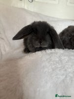 Mini Lop rabbits Beautiful little mini lop baby bunny rabbits - Advert 1