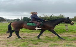 Riding pony horses for sale: British riding pony  - Image 3