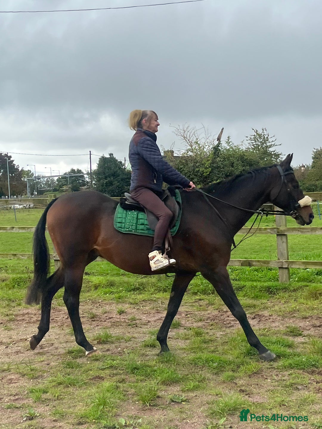 Riding pony horses for sale: British riding pony  - Image 3