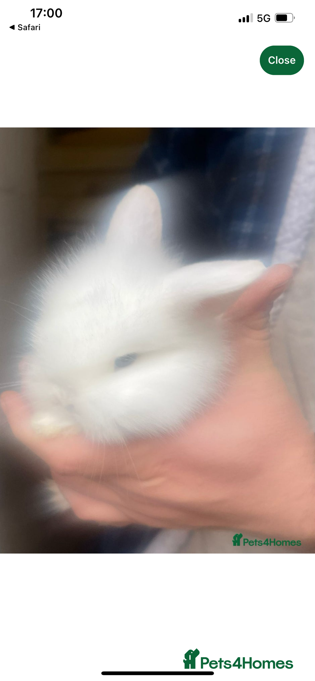 Lionhead rabbits for sale: 6 baby bunnies ready to leave  - Advert 4