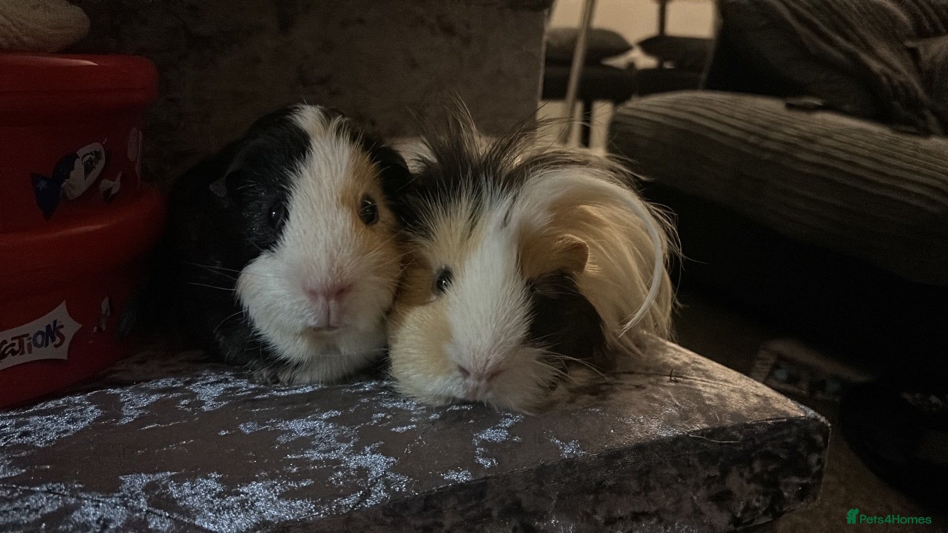 Guinea Pig rodents x2 Male Guinea Pigs plus cage and accessories FREE - Advert 2
