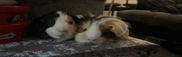 Guinea Pig rodents for sale: x2 Male Guinea Pigs plus cage and accessories FREE in London - Advert 1