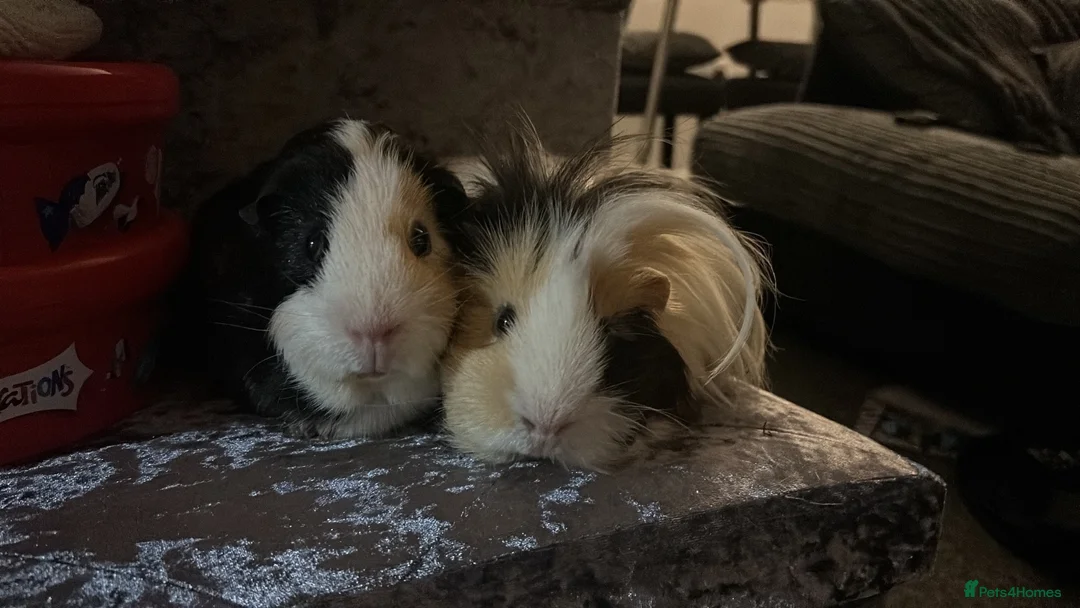 Guinea Pig rodents for sale: x2 Male Guinea Pigs plus cage and accessories FREE in London - Advert 1