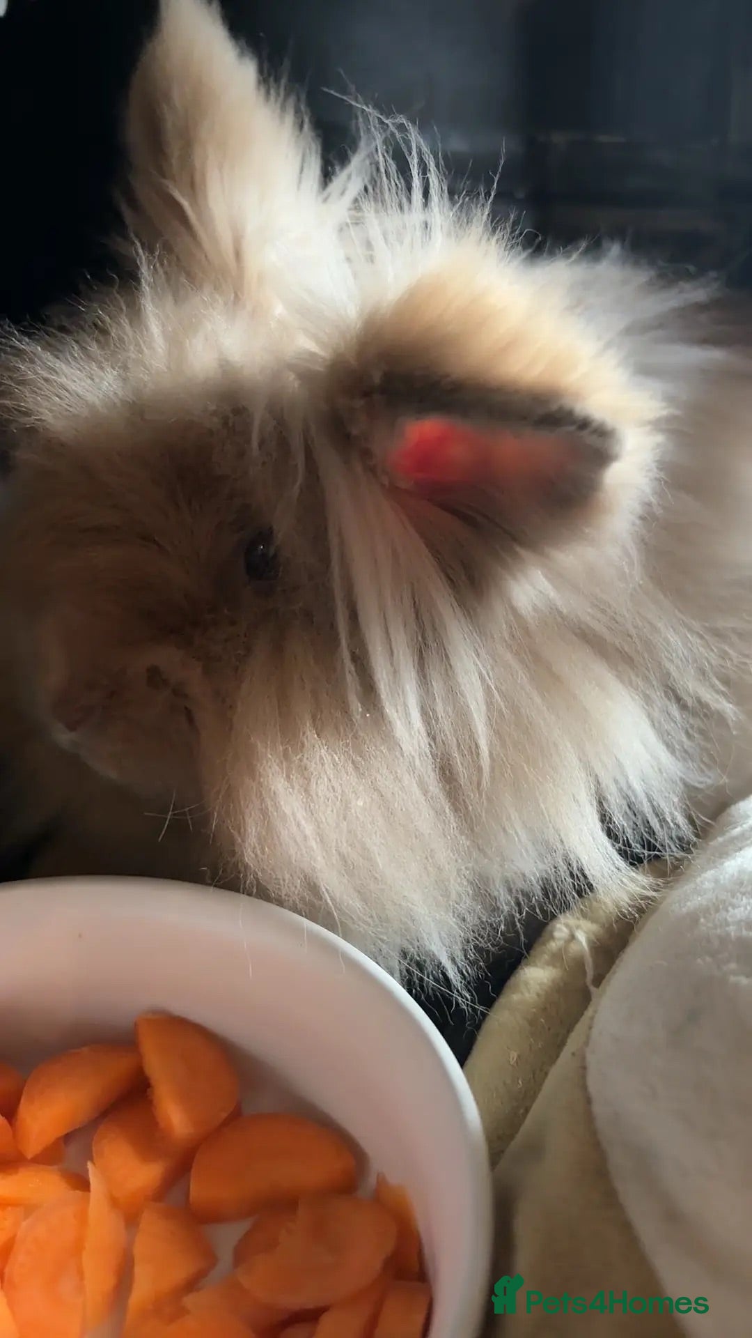 Lionhead rabbits  Lionhead Girl + EVERYTHING INCLUDED - Advert 6