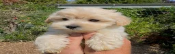 Maltipoo dogs for sale: Stunning Teddy Bear Toy Maltipoo Puppies  - Advert 14