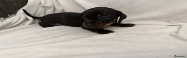 Dachshund 2