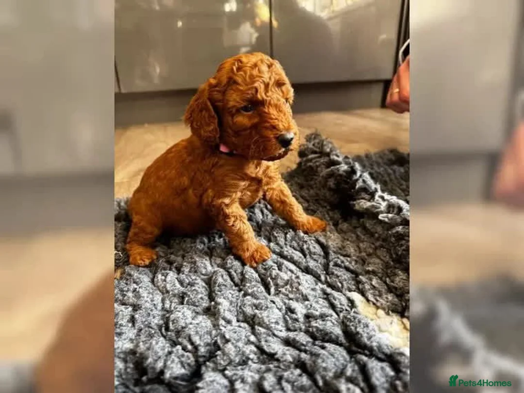 Miniature Poodle dogs for sale: Miniature Poodle puppies from a family home - Advert 9