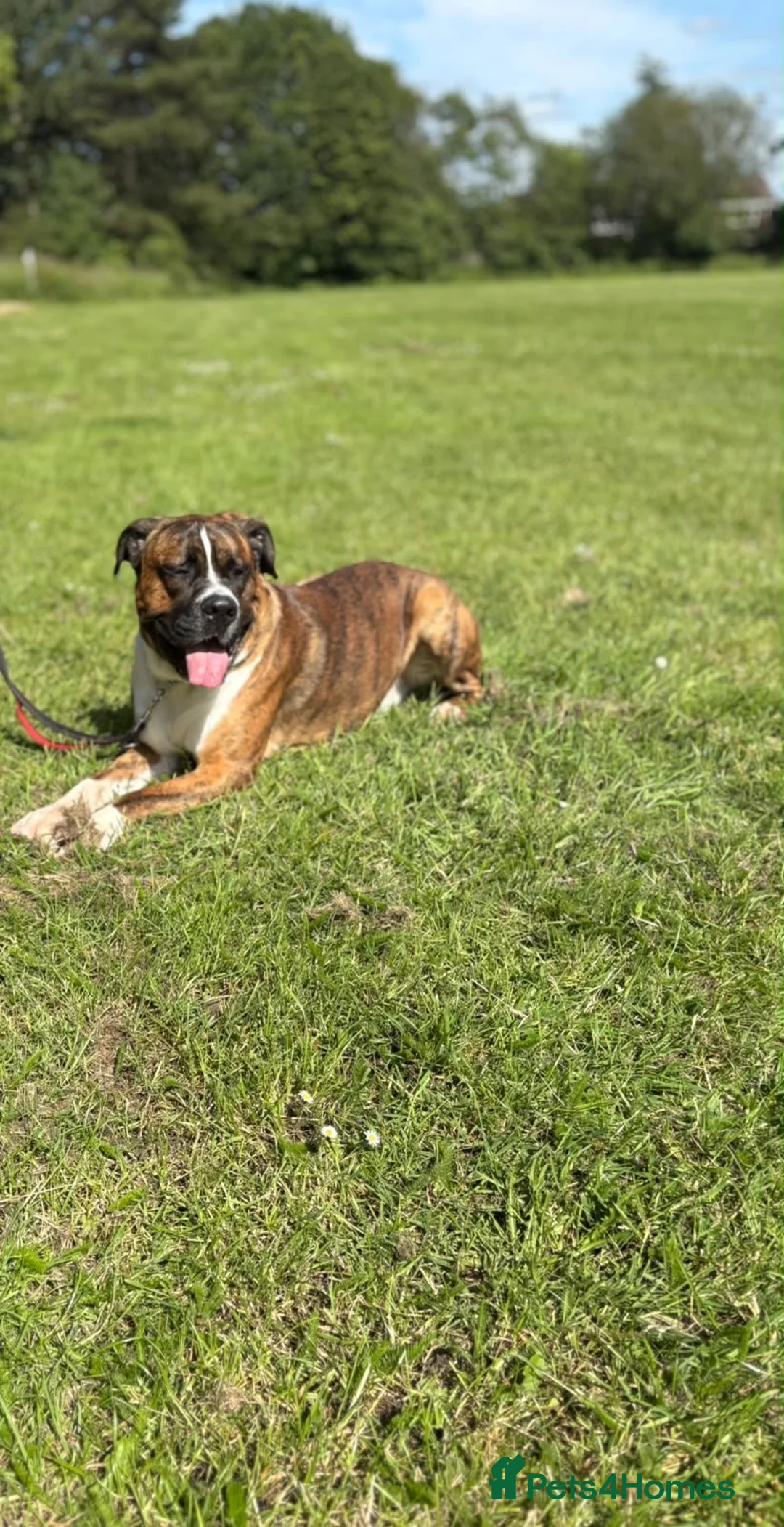 Mixed Breed dogs for sale: Spikey in Telford - Advert 3