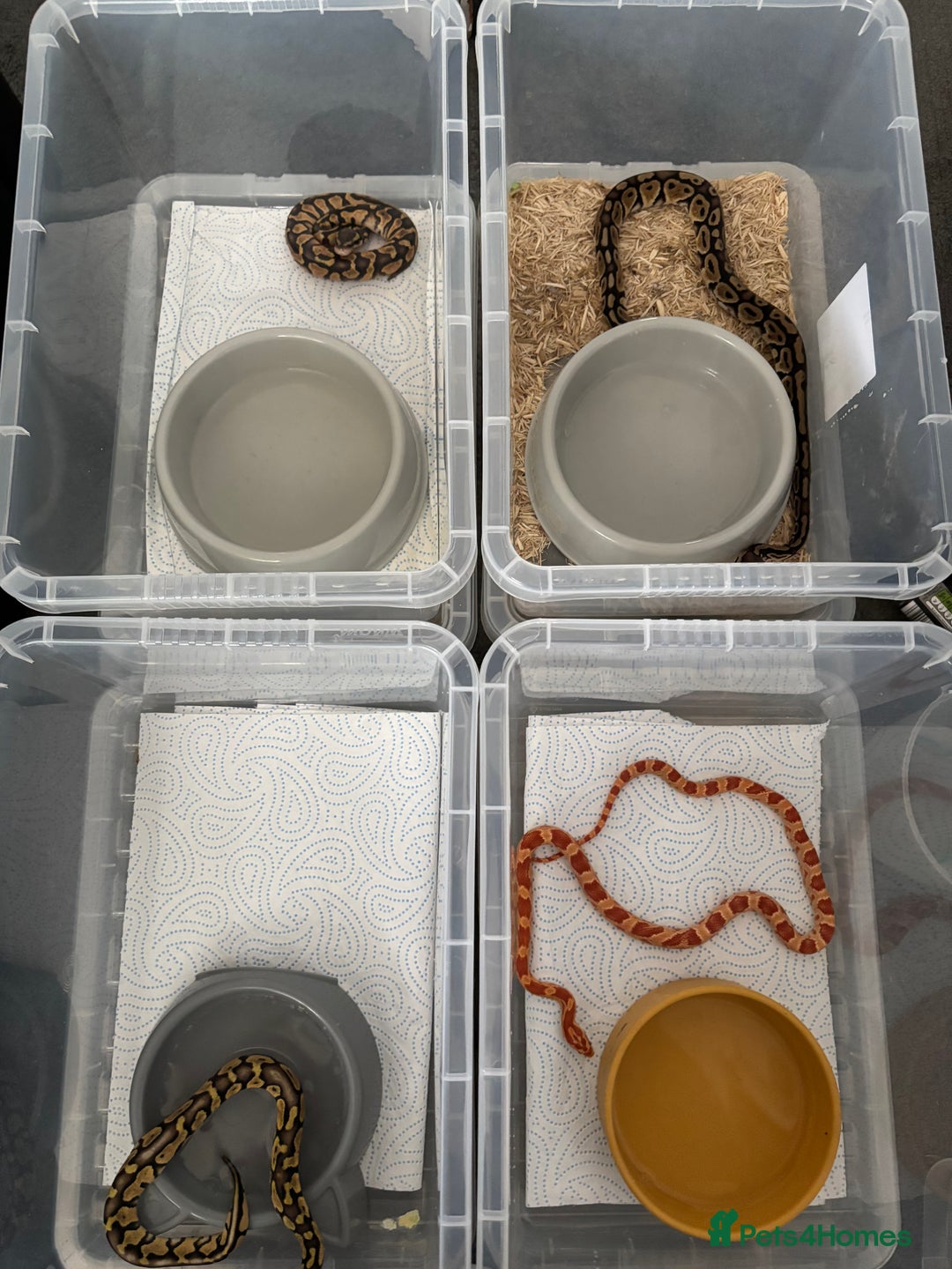 Python Snake reptiles for sale: 11 BALL PYTHONS AND STACK - Image 5