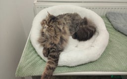 Persian cats for sale: Lovely boy rehoming  - Image 19