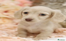 Miniature Dachshund dogs for sale: KC Registered Cream Longhair Puppies - Image 15