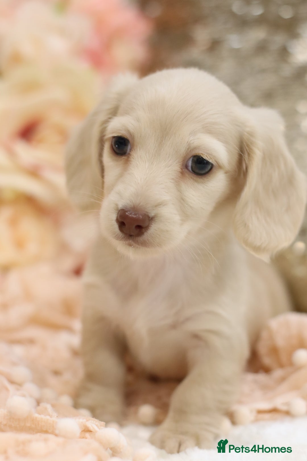 Miniature Dachshund dogs for sale: KC Registered Cream Longhair Puppies - Image 15