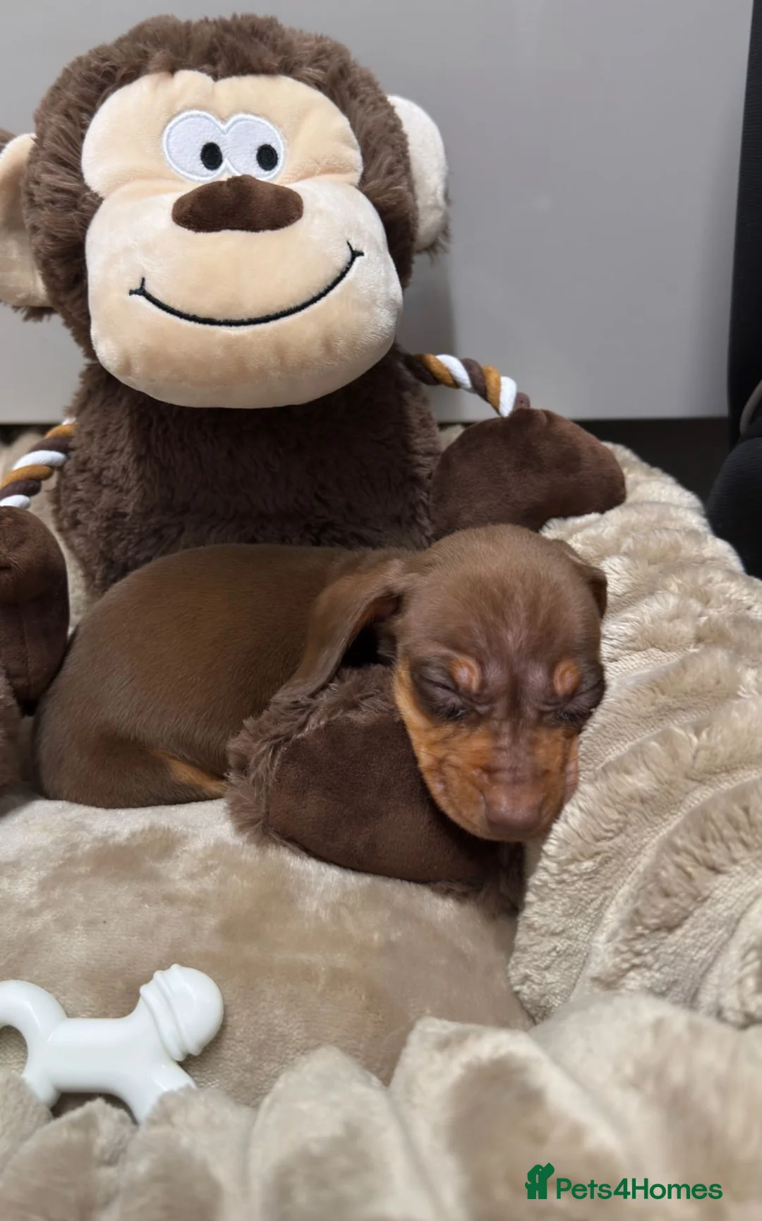 Dachshund dogs for sale: True To Type Miniture Dachshund Puppies  - Advert 7