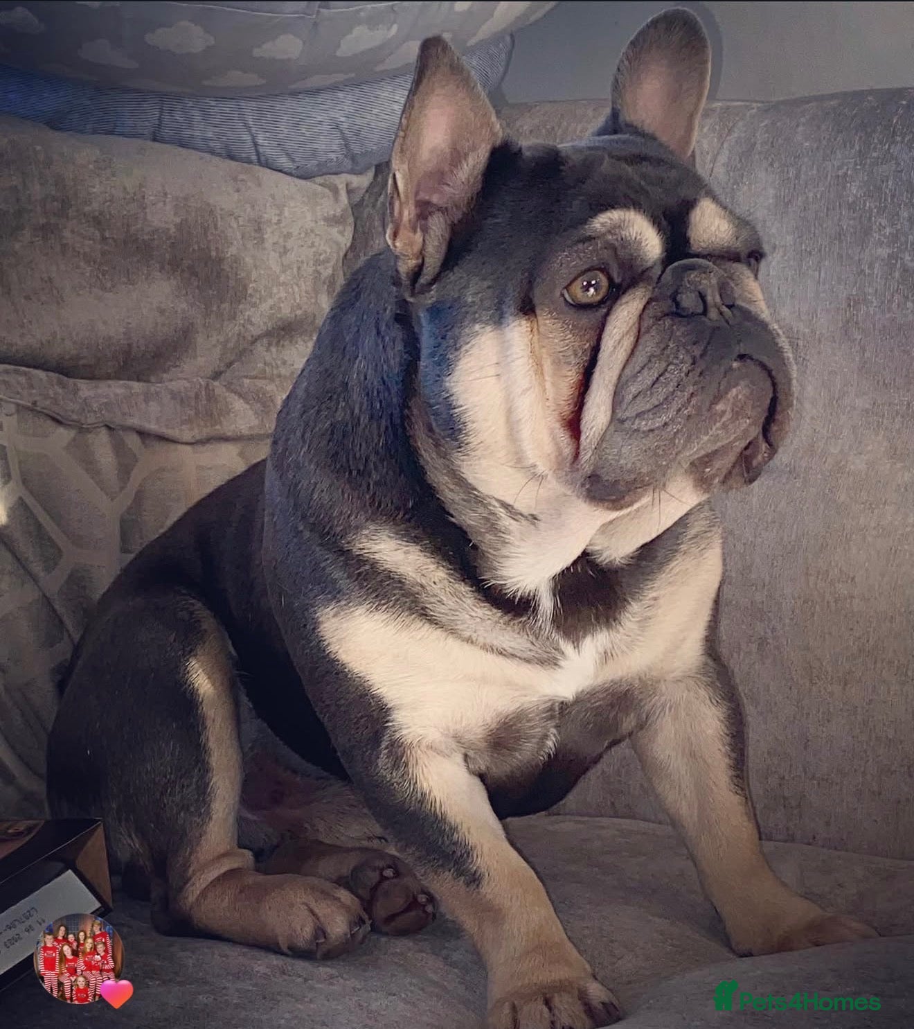 French Bulldog dogs Male French bulldog  - Advert 12