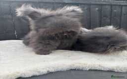 Angora rabbits for sale: Harlequin and blue (grey ) angoras  - Image 16