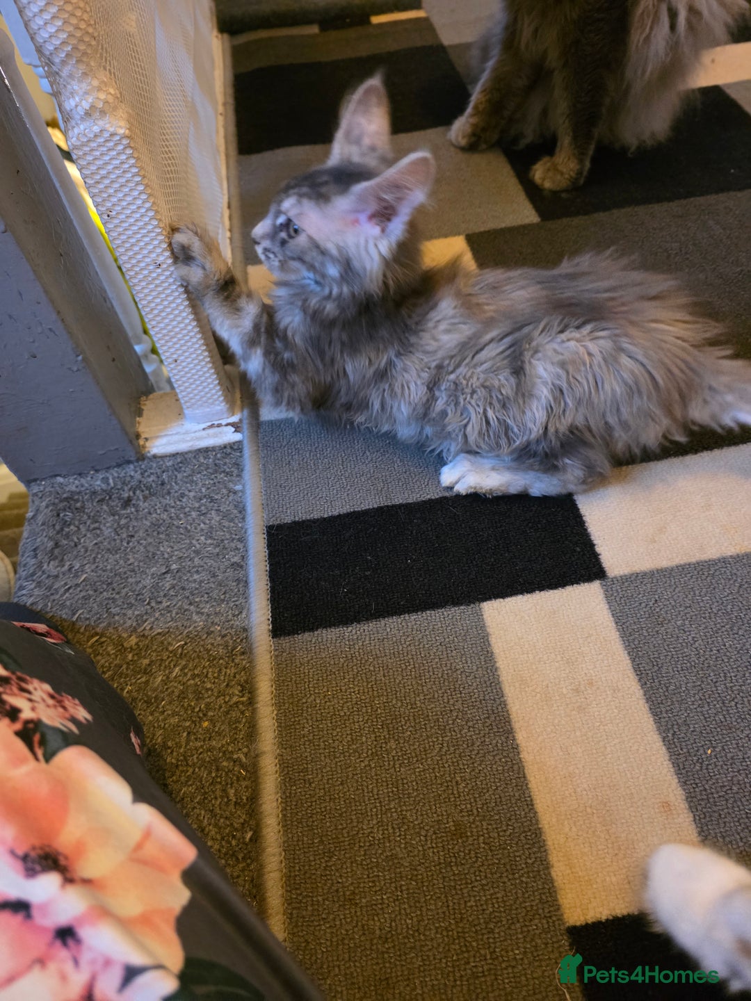 Maine Coon cats for sale: TICA REGISTERED STUNNING MAINE COON KITTENS  in Blackpool - Image 31