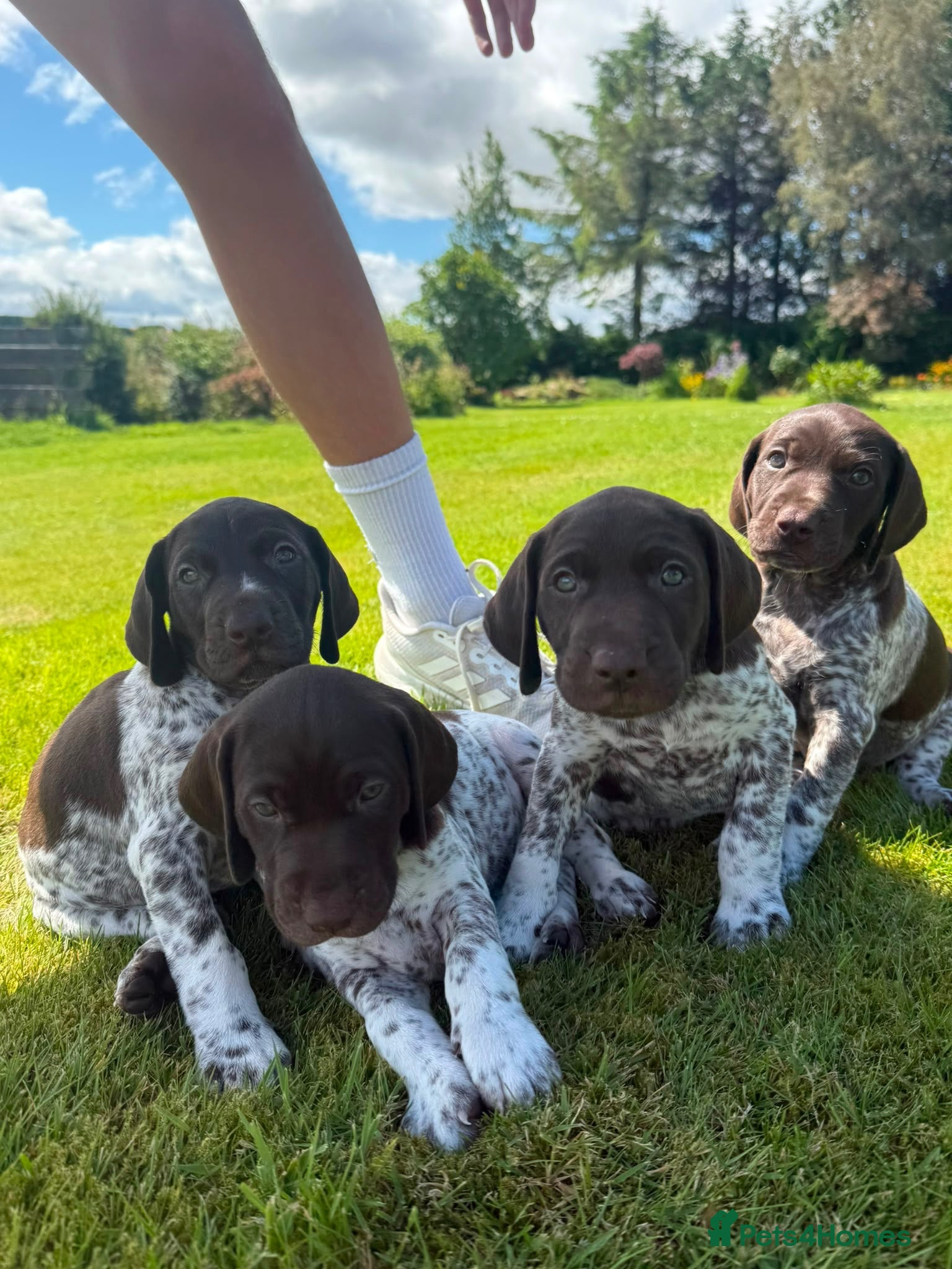 German Shorthaired Pointer dogs German shorthair pointer puppies  - Advert 16