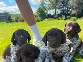 German Shorthaired Pointer dogs German shorthair pointer puppies - Advert 14