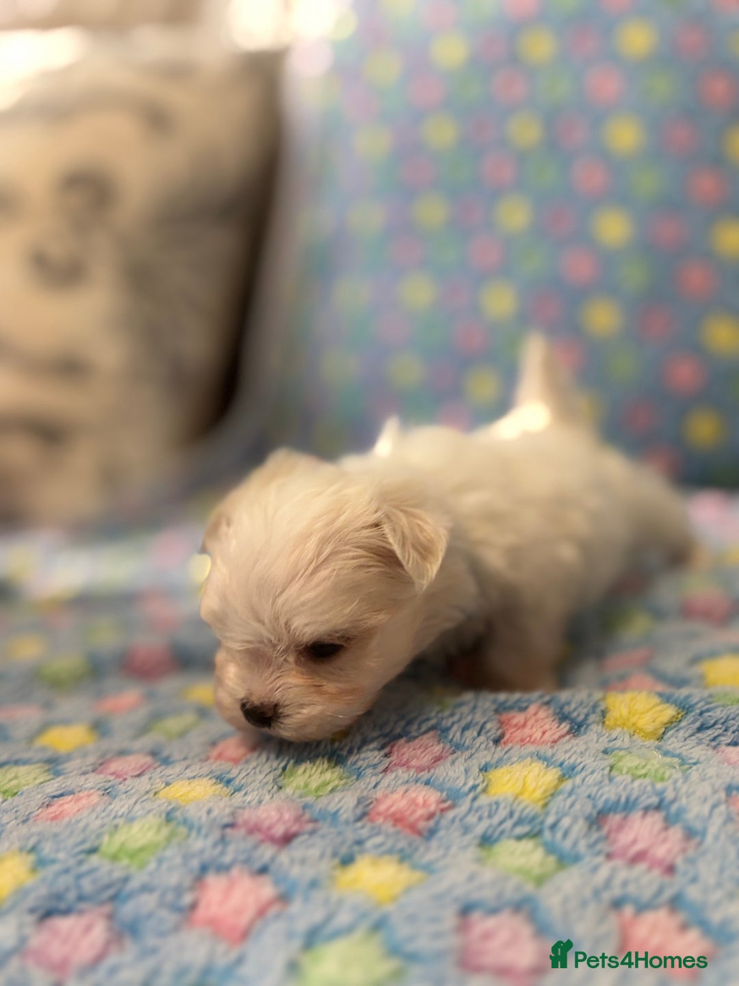Maltese dogs for sale: Tiny kc registered maltese Korean boys  - Image 29