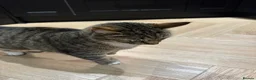 Mixed Breed cats for sale: Gorgeous tabby cat - Advert 5