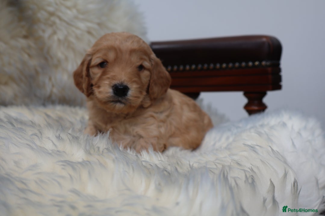 Cockapoo dogs for sale: 5*LICENSED BREEDER WATCH LIVE HEALTH TESTED PARENT - Image 20