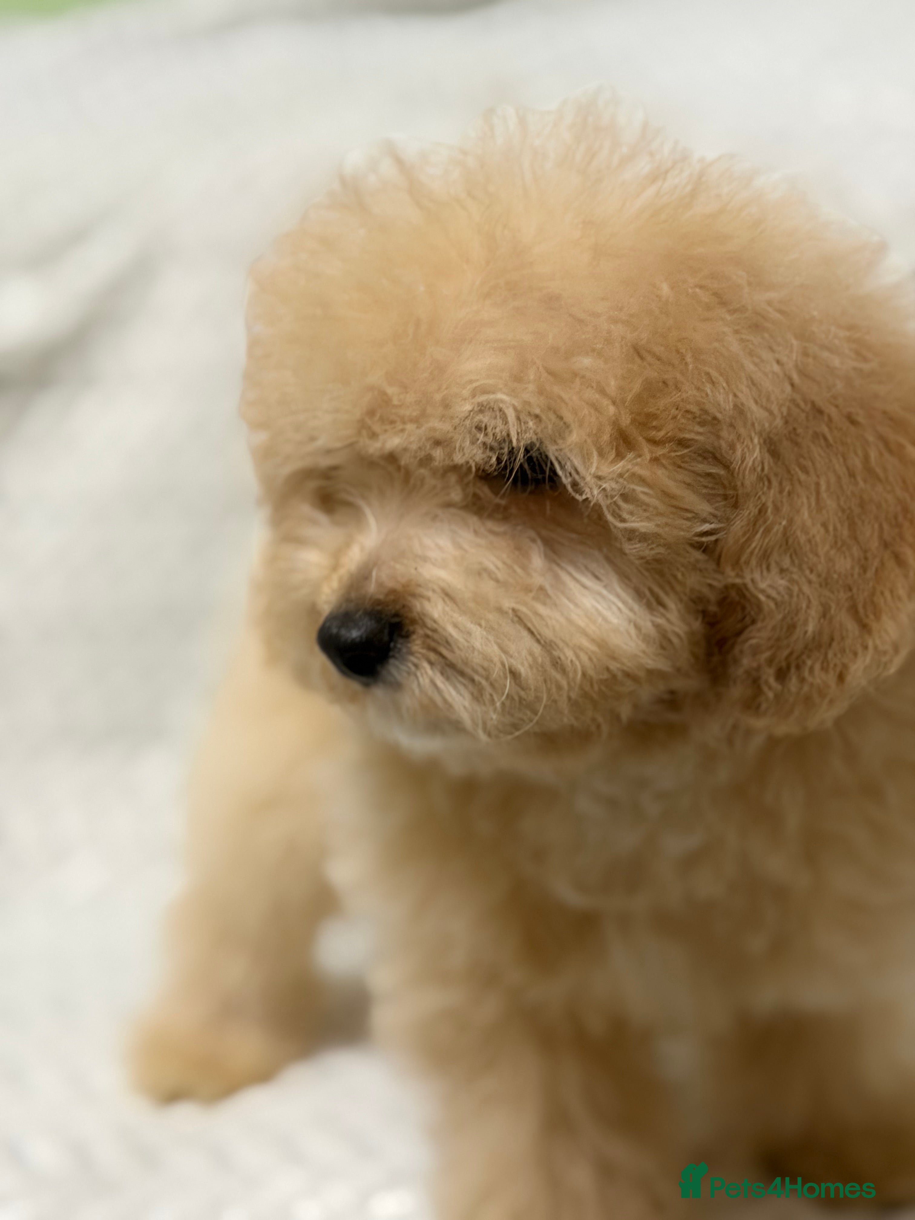 Mixed Breed dogs 🐾🐾 F1 Bb Maltipoo Puppies Boys and Girls 🐾🐾 - Advert 10