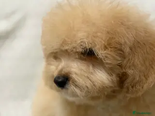 Mixed Breed dogs 🐾🐾 F1 Bb Maltipoo Puppies Boys and Girls 🐾🐾 - Advert 10