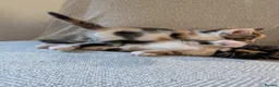 Mixed Breed cats for sale: Three beautiful kittens ready for their new homes - Advert 16