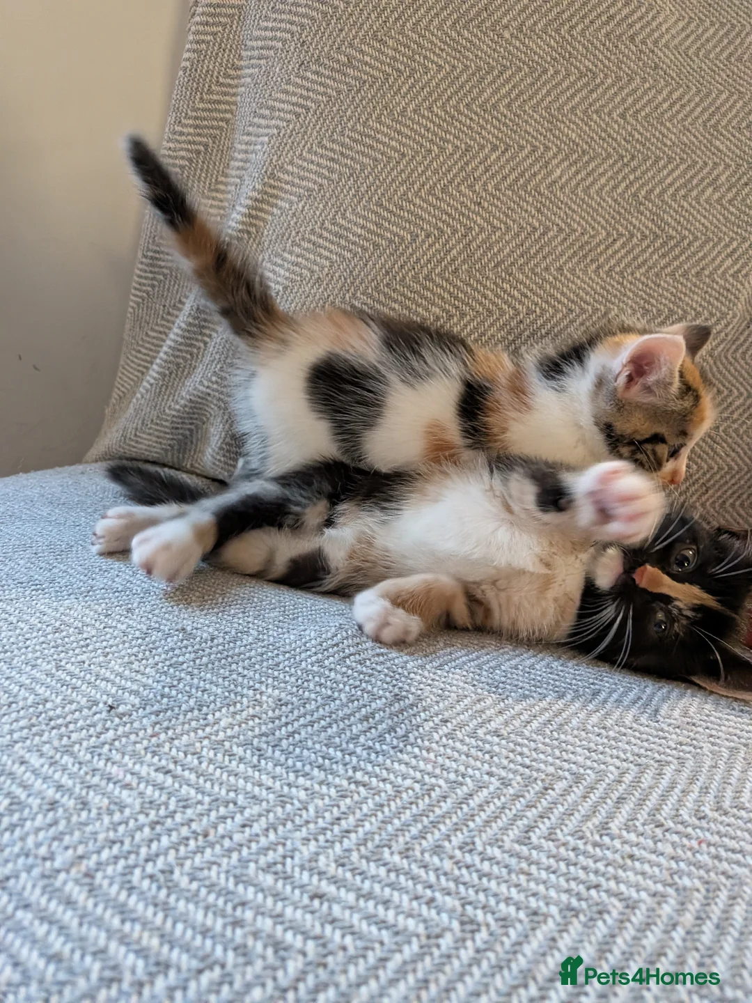 Mixed Breed cats for sale: Three beautiful kittens ready for their new homes - Advert 16