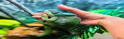Chameleon reptiles for sale: Guardian The Chameleon in Llanfairpwllgwyngyll - Advert 6