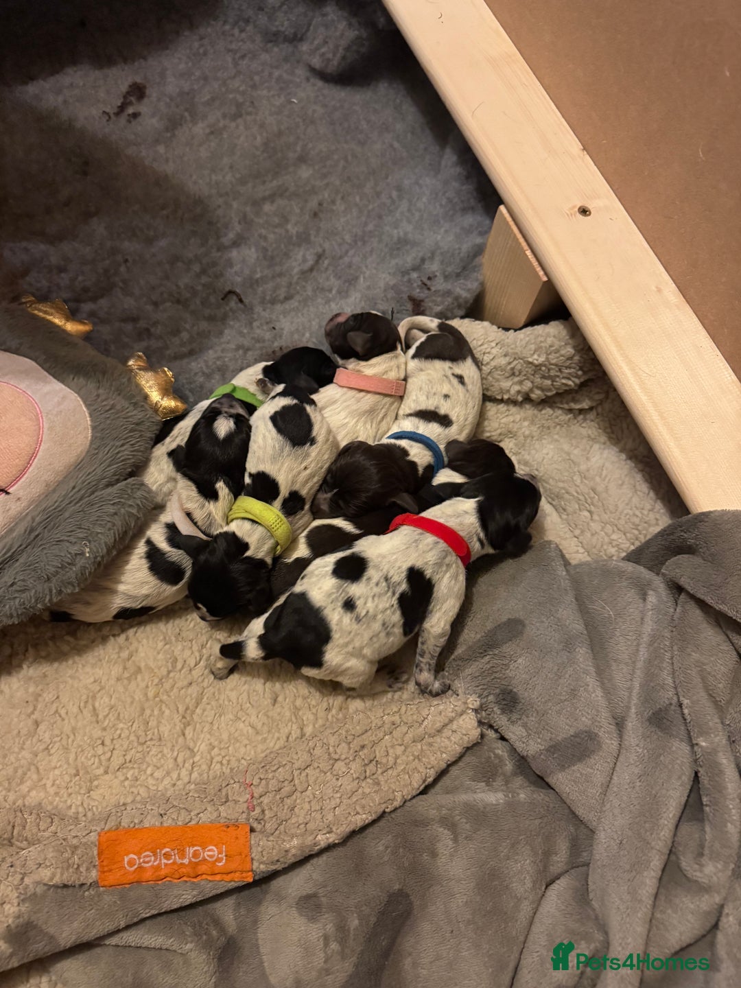 German Wirehaired Pointer dogs for sale: Pedigree German Wirehaired Pointer Pups.  - Advert 6