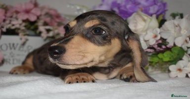 Miniature Dachshund dogs - Advert 10