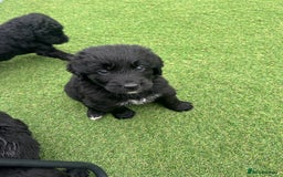 Bernedoodle dogs for sale: Bernedoodle puppies  - Advert 12