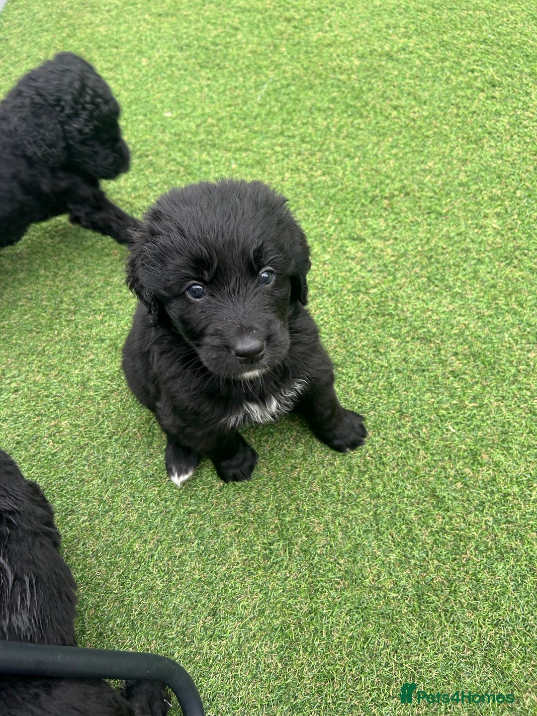 Bernedoodle dogs for sale: Bernedoodle puppies  - Advert 12