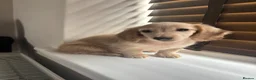 Miniature Dachshund dogs for sale: Cream kc miniature longhair dachshund  - Advert 2