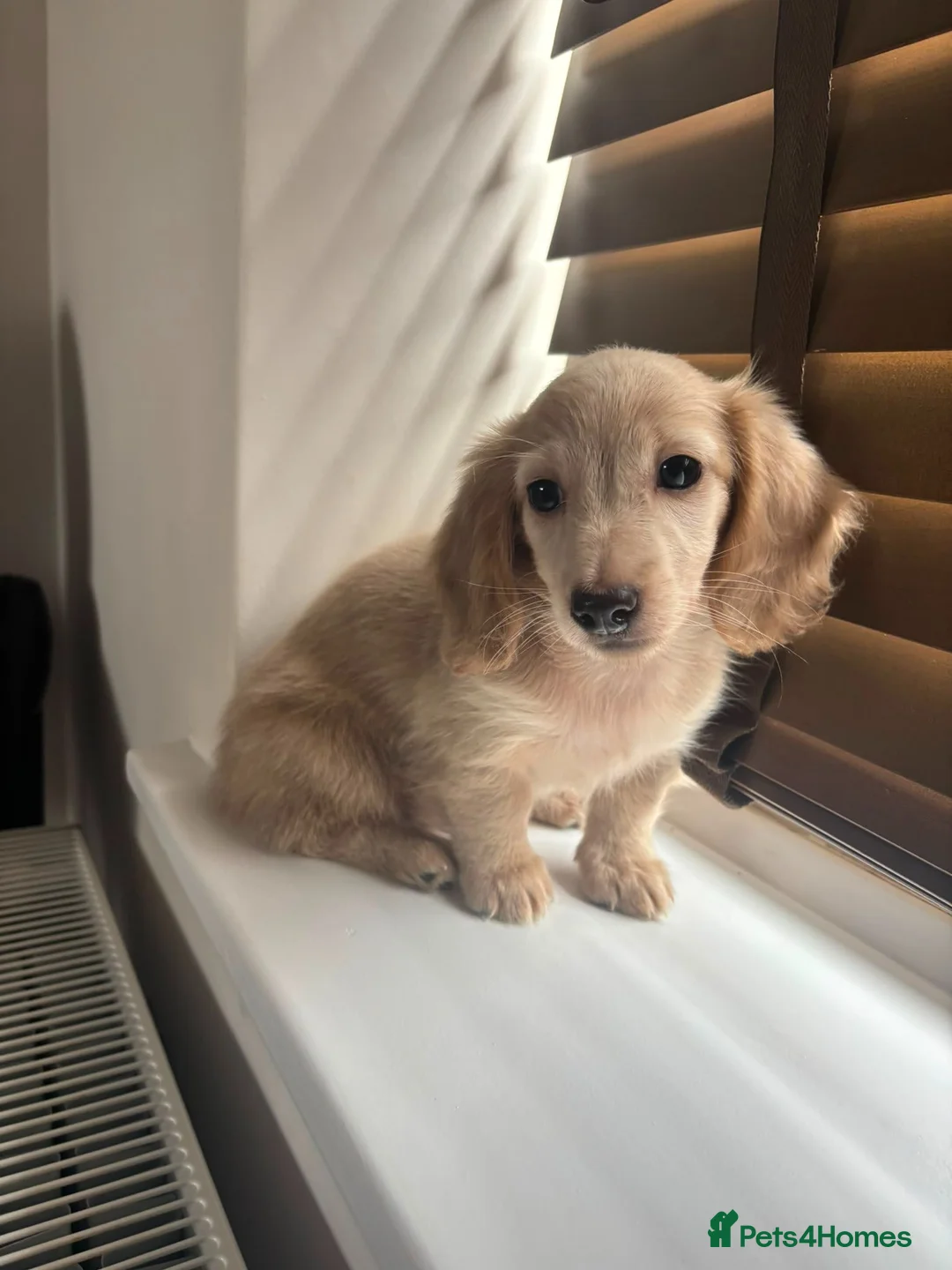Miniature Dachshund dogs for sale: Cream kc miniature longhair dachshund  - Advert 2