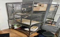 Lovebirds birds for sale: Healthy Lovebirds Pair with Cage for Sale. - Image 6