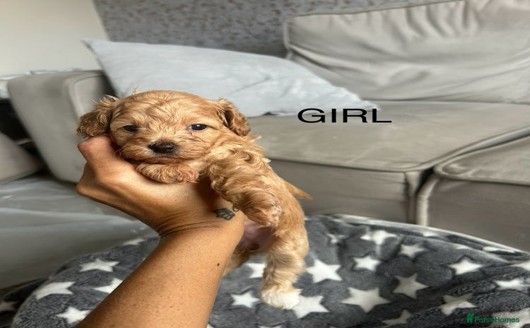 Cockapoo dogs - Advert 1