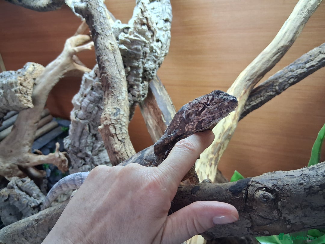 Dragon reptiles for sale: Frilled dragon and vivarium  - Image 8