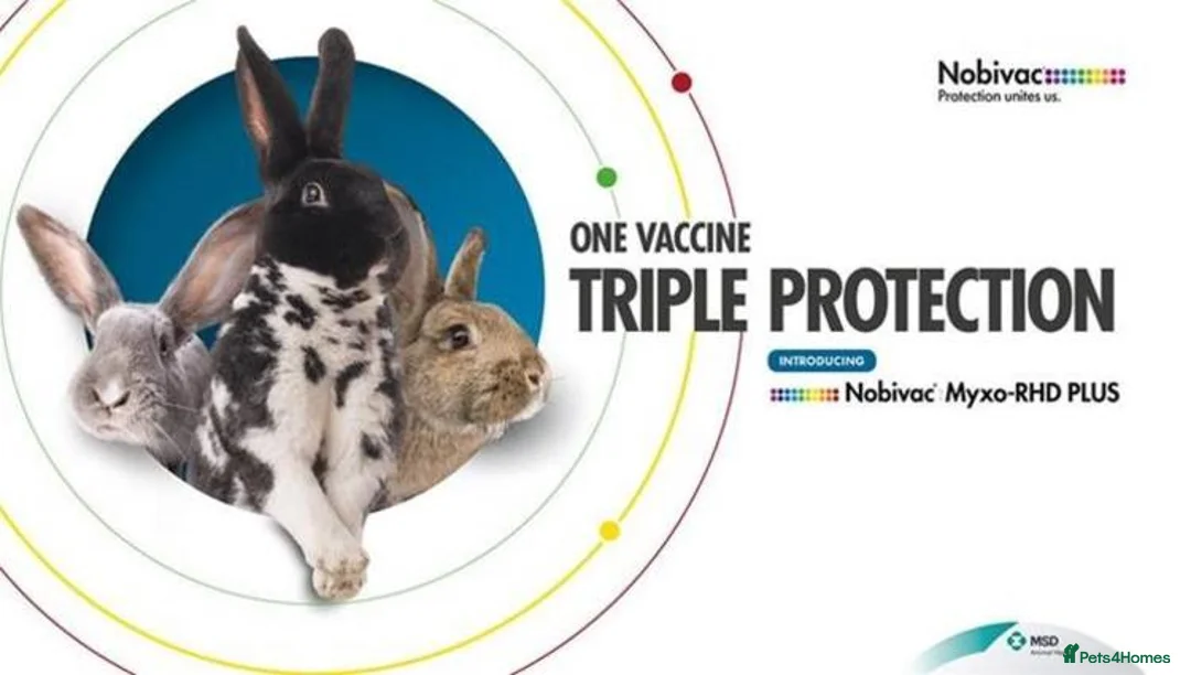 Continental Giant rabbits for sale: Pure Continental Giants - Vaccinated - RESERVE  😍 - Advert 13